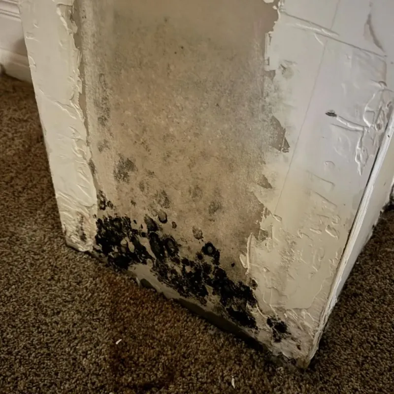 Professional Mold Removal in China, TX